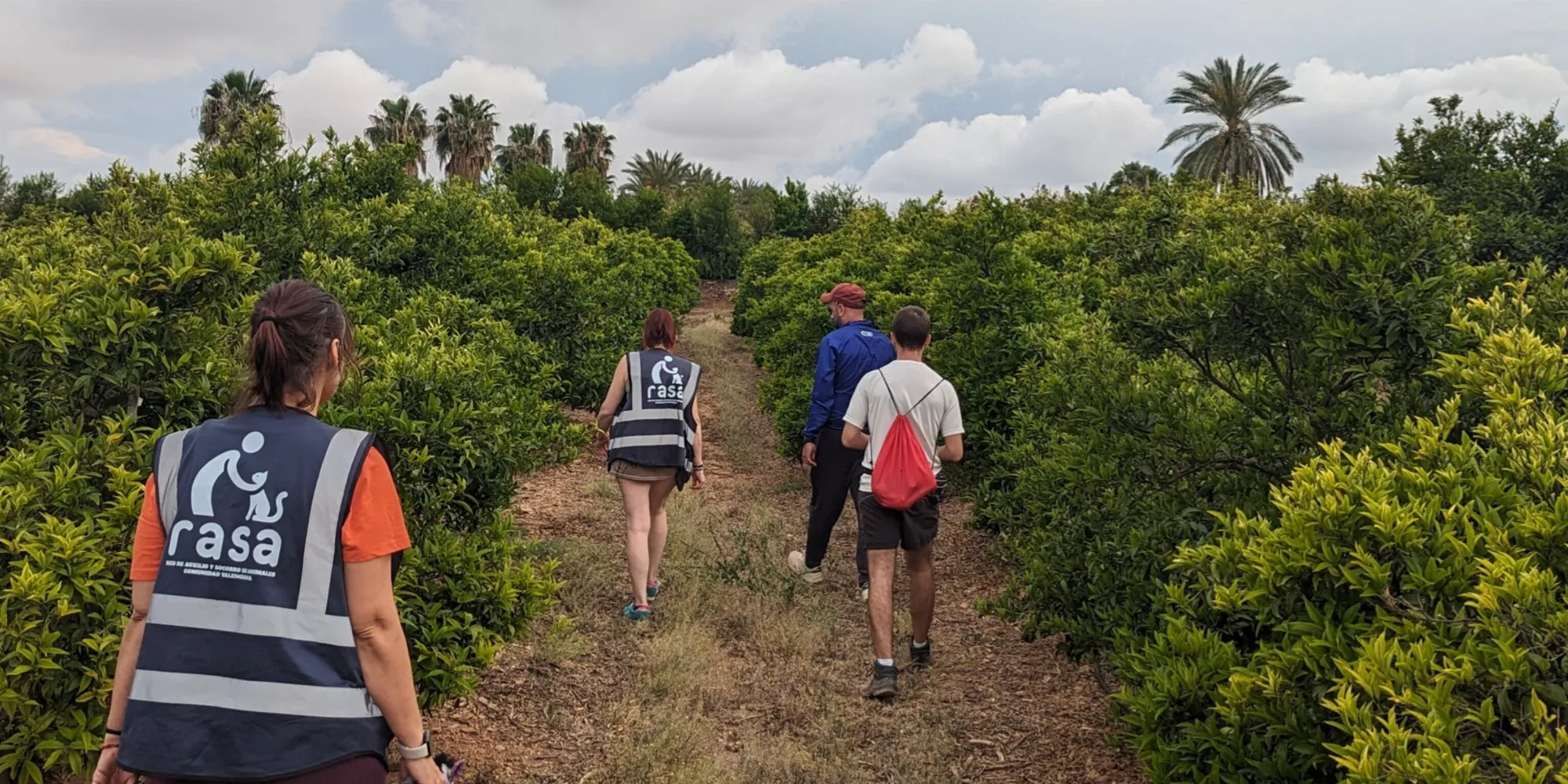 Voluntarios de RASA buscando un animal perdido entre naranjos en la Comunitat Valenciana