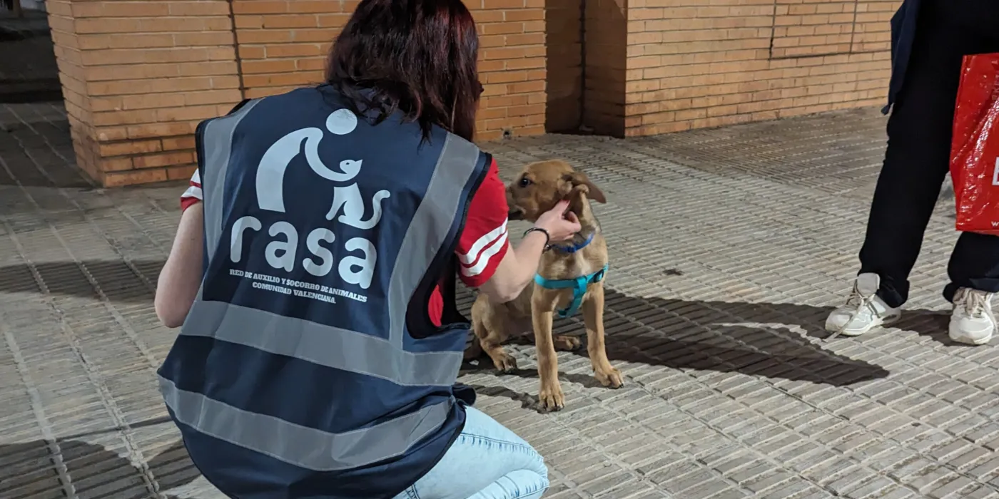 Voluntaria de RASA atendiendo a un cachorro rescatado
